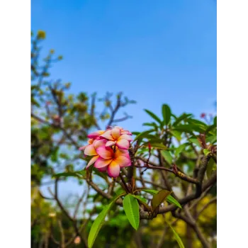 Tropical Flower